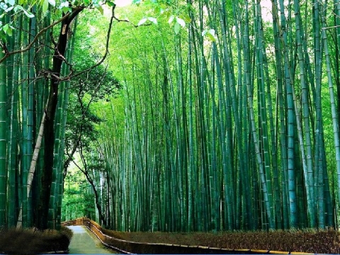 bamboo1