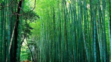 bamboo1