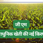 GM is the hope of Modern Agriculture